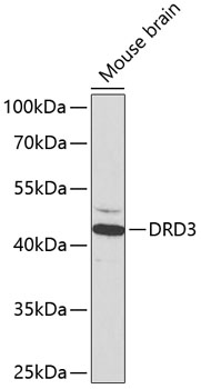 Western blot - DRD3 Polyclonal Antibody 