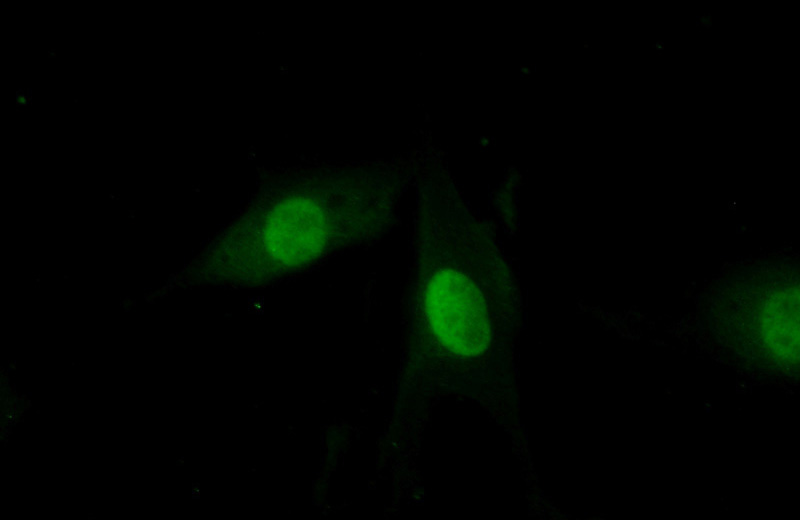 Immunofluorescent analysis of (10% Formaldehyde) fixed NIH/3T3 cells using Catalog No:110618(FEN1 Antibody) at dilution of 1:50 and Alexa Fluor 488-congugated AffiniPure Goat Anti-Rabbit IgG(H+L)