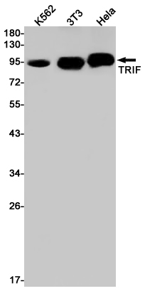 Western blot detection of TRIF in K562,3T3,Hela cell lysates using TRIF Rabbit pAb(1:1000 diluted).Predicted band size:76kDa.Observed band size:98kDa.
