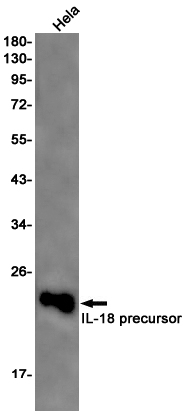 Western blot detection of IL18 in Hela cell lysates using IL18 Rabbit pAb(1:1000 diluted).Predicted band size:22kDa.Observed band size:17kDa.