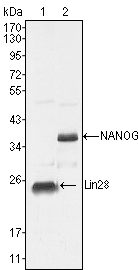 Western blot analysis using LIN28 mouse mAb against NTERA-2 cell lysate (1).