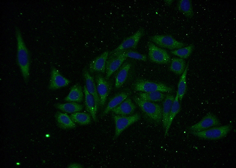 Immunofluorescent analysis of (-20oc Ethanol) fixed HepG2 cells using Catalog No:108018(AMZ2 Antibody) at dilution of 1:50 and Alexa Fluor 488-congugated AffiniPure Goat Anti-Rabbit IgG(H+L)