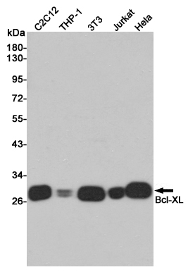 Western blot analysis of Bcl-XL expression in C2C12,THP-1,3T3,Jurakt cell lysates using Bcl-XL antibody at 1/1000 dilution.Predicted band size:48KDa.Observed band size:46,54KDa.