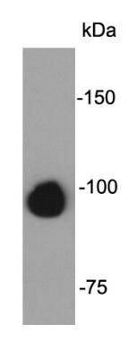 Fig1: Western blot analysis on K562 cell lysates using anti-FGFR2 mouse mAb.