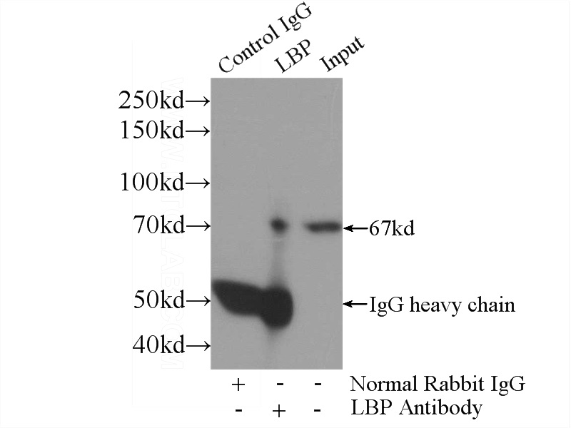 IP Result of anti-LBP (IP:Catalog No:112161, 4ug; Detection:Catalog No:112161 1:1000) with mouse liver tissue lysate 4000ug.