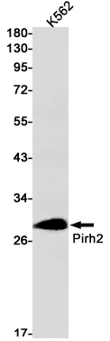 Western blot detection of Pirh2 in K562 cell lysates using Pirh2 Rabbit mAb(1:1000 diluted).Predicted band size:30kDa.Observed band size:30kDa.