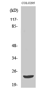 Fig1:; Western Blot analysis of various cells using Mob3B Polyclonal Antibody