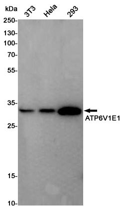 Western blot detection of ATP6V1E1 in 3T3,Hela,293 cell lysates using ATP6V1E1 Rabbit pAb(1:1000 diluted).Predicted band size:26KDa.Observed band size:26KDa.