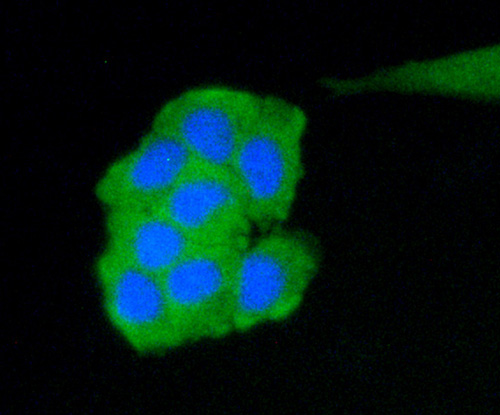 Fig3: ICC staining C19orf35 in MCF-7 cells (green). The nuclear counter stain is DAPI (blue). Cells were fixed in paraformaldehyde, permeabilised with 0.25% Triton X100/PBS.