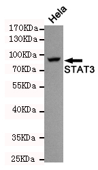 Western blot detection of STAT3 in Hela cell lysate using STAT3  rabbit pAb (1:500).Predicted band size:88KDa.Observed band size:88KDa.