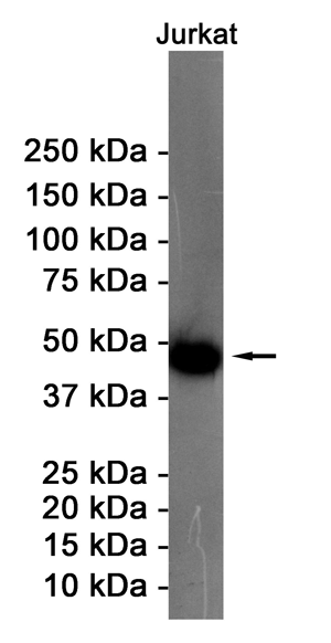 Western blot detection of ENO1 in Jurkat cell lysates using ENO1 Rabbit pAb(1:1000 diluted).Predicted band size:47KDa.Observed band size:47KDa.