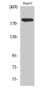 Fig1:; Western Blot analysis of various cells using DNA pol α Polyclonal Antibody diluted at 1: 1000