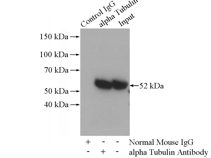 IP Result of anti-Tubulin-Alpha (IP:Catalog No:117299, 5ug; Detection:Catalog No:117299 1:1000) with HeLa cells lysate 2800ug.