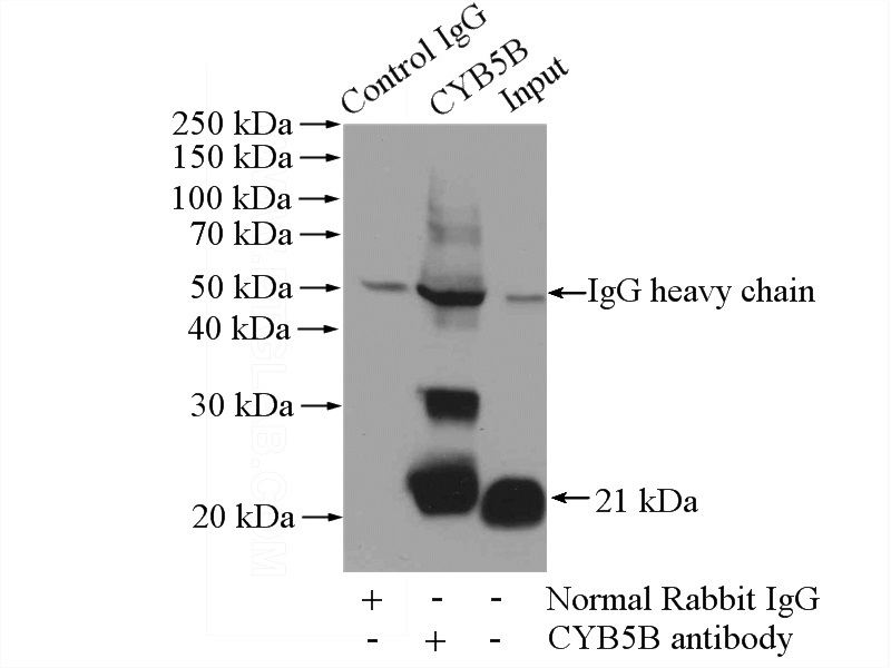 IP Result of anti-CYB5B (IP:Catalog No:109655, 3ug; Detection:Catalog No:109655 1:500) with mouse lung tissue lysate 4000ug.