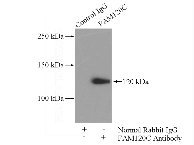 IP Result of anti-FAM120C (IP:Catalog No:110466, 4ug; Detection:Catalog No:110466 1:500) with HepG2 cells lysate 3600ug.
