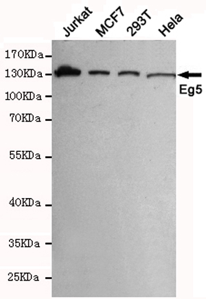 Western blot detection of Eg5 in MCF7,293T,Jurkat and Hela cell lysates using Eg5 mouse mAb (1:1000 diluted).Predicted band size:130KDa.Observed band size:130KDa.