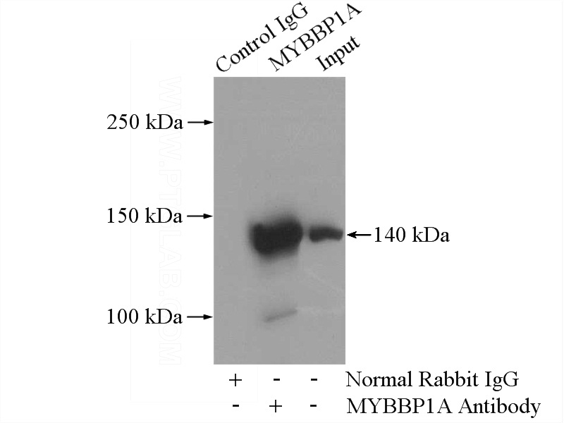 IP Result of anti-MYBBP1A (IP:Catalog No:112912, 4ug; Detection:Catalog No:112912 1:500) with HEK-293 cells lysate 2800ug.