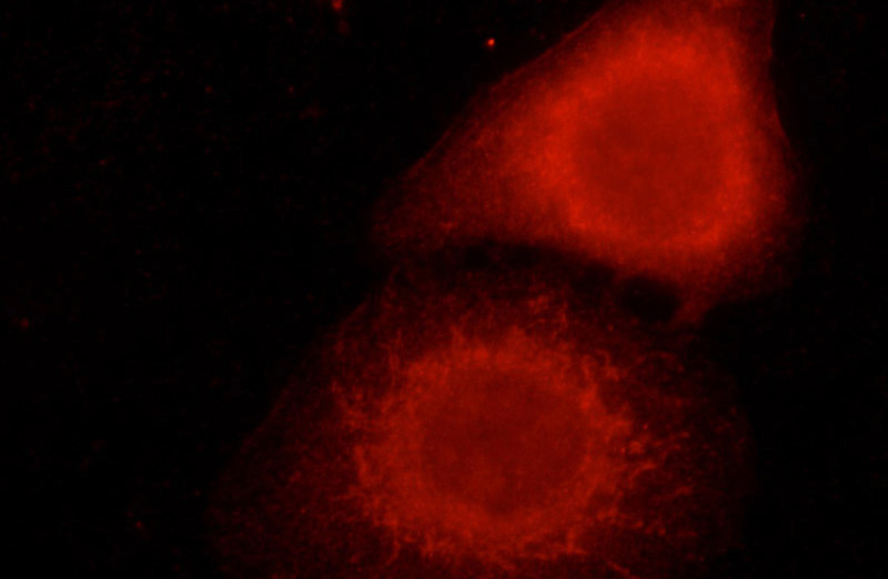 Immunofluorescent analysis of HepG2 cells using Catalog No:112208 (LGI3 Antibody) at dilution of 1:50 and Rhodamine-labeled goat anti-Rabbit IgG (red).
