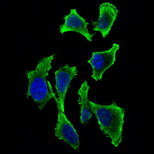 Immunofluorescence analysis of Hela cells using GAB2 mouse mAb (green). Blue