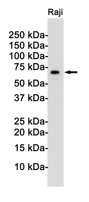 Western blot detection of Rel B in Raji cell lysates using Rel B Rabbit pAb(1:1000 diluted).Predicted band size:62KDa.Observed band size:62KDa.