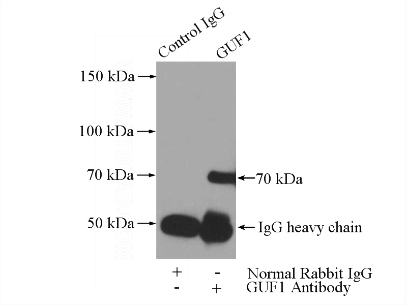 IP Result of anti-GUF1 (IP:Catalog No:111252, 3ug; Detection:Catalog No:111252 1:500) with HeLa cells lysate 3200ug.