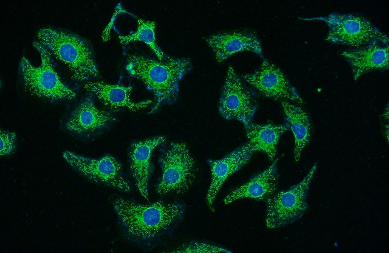 Immunofluorescent analysis of SH-SY5Y cells using Catalog No:114951(RYK Antibody) at dilution of 1:50 and Alexa Fluor 488-congugated AffiniPure Goat Anti-Rabbit IgG(H+L)