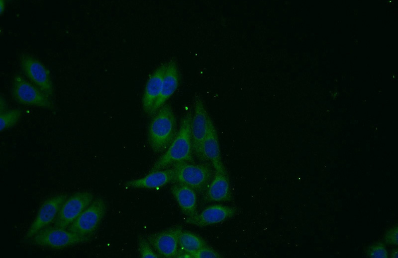 Immunofluorescent analysis of HepG2 cells using Catalog No:116771(VPS13B Antibody) at dilution of 1:25 and Alexa Fluor 488-congugated AffiniPure Goat Anti-Rabbit IgG(H+L)