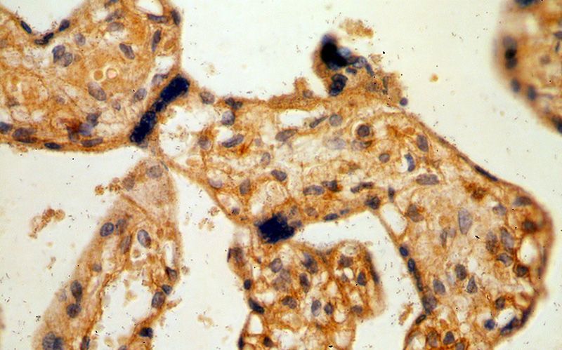 Immunohistochemical of paraffin-embedded human placenta using Catalog No:113182(NID2 antibody) at dilution of 1:100 (under 40x lens)