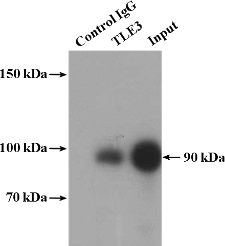 IP Result of anti-TLE3 (IP:Catalog No:116070, 4ug; Detection:Catalog No:116070 1:1000) with HepG2 cells lysate 2400ug.