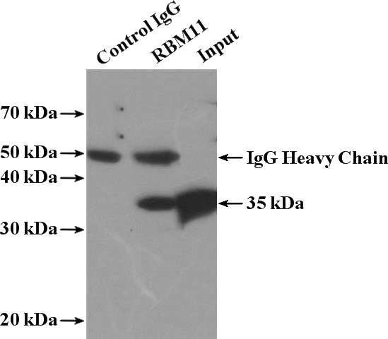 IP Result of anti-RBM11 (IP:Catalog No:114596, 4ug; Detection:Catalog No:114596 1:300) with HEK-293 cells lysate 3000ug.