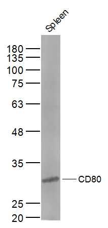Fig1: Sample:; Spleen (Mouse) Lysate at 40 ug; Primary: Anti-CD80 at 1/500 dilution; Secondary: IRDye800CW Goat Anti-Rabbit IgG at 1/20000 dilution; Predicted band size: 30 kD; Observed band size: 30 kD