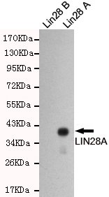 Western blot detection of LIN28A in LIN28B and LIN28A recombinant antigen fragments and using LIN28A mouse mAb (1:1000 diluted).
