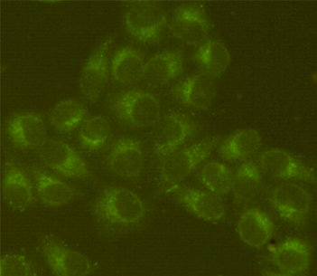 Immunofluorescent analysis of Hela cells fixed fixed by anhydrous methanol at -20u2103 and using BiP/GRP78 mouse mAb (dilution 1:200).
