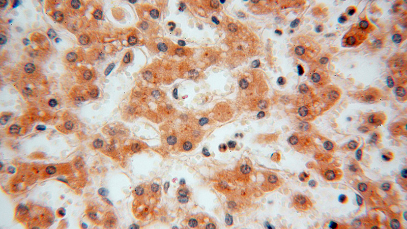Immunohistochemical of paraffin-embedded human liver using Catalog No:110790(FUCA1 antibody) at dilution of 1:50 (under 40x lens)