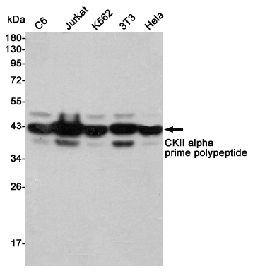 Western blot detection of CKII alpha prime polypeptide in C6,Jurkat,K562,3T3 and Hela cell lysates using CKII alpha prime polypeptide mouse mAb (1:2000 diluted).Predicted band size:41KDa.Observed band size:41KDa.