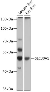 Western blot - SLC30A1 Polyclonal Antibody 