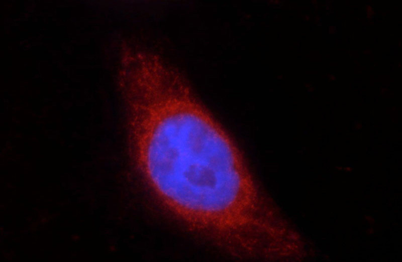 Immunofluorescent analysis of HepG2 cells using Catalog No:109488(COX2/ Cyclooxygenase 2 Antibody) at dilution of 1:25 and Rhodamine-Goat anti-Rabbit IgG