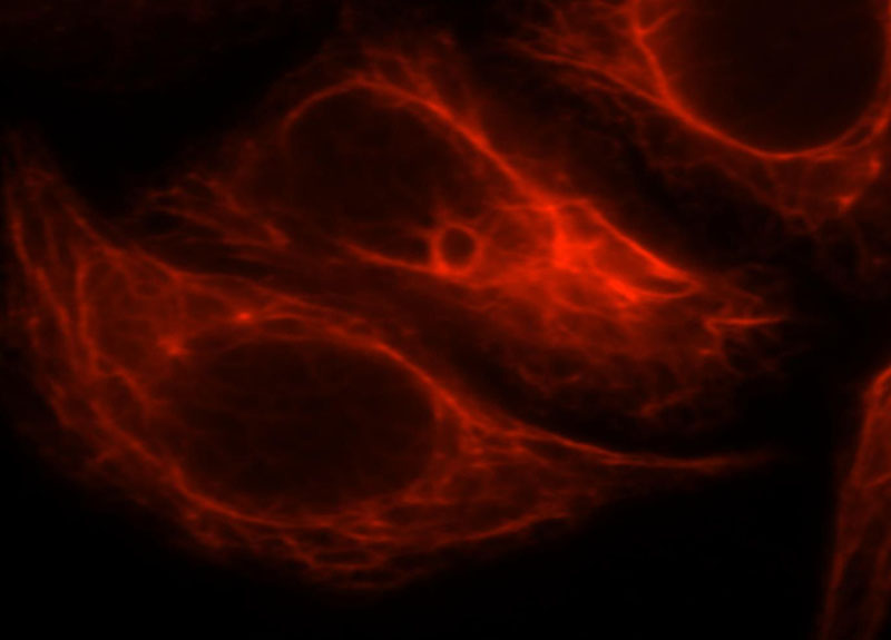 Immunofluorescent analysis of HepG2 cells, using NDUFA4L2 antibody Catalog No:113060 at 1:25 dilution and Rhodamine-labeled goat anti-rabbit IgG (red).