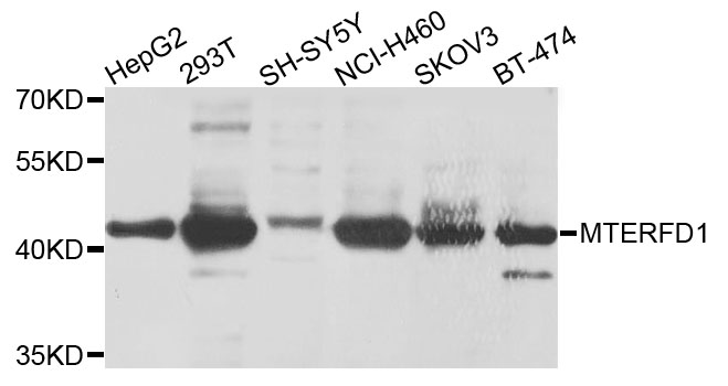 Western blot - MTERFD1 Polyclonal Antibody 