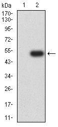 Fig2: Western blot analysis of 175077# against HEK293 (1) and CD96 (AA: extra 321-519)-hIgGFc transfected HEK293 (2) cell lysate.Proteins were transferred to a PVDF membrane and blocked with 5% BSA in PBS for 1 hour at room temperature. The primary antibody ( 1/500) was used in 5% BSA at room temperature for 2 hours. Goat Anti-Mouse IgG - HRP Secondary Antibody at 1:5,000 dilution was used for 1 hour at room temperature.