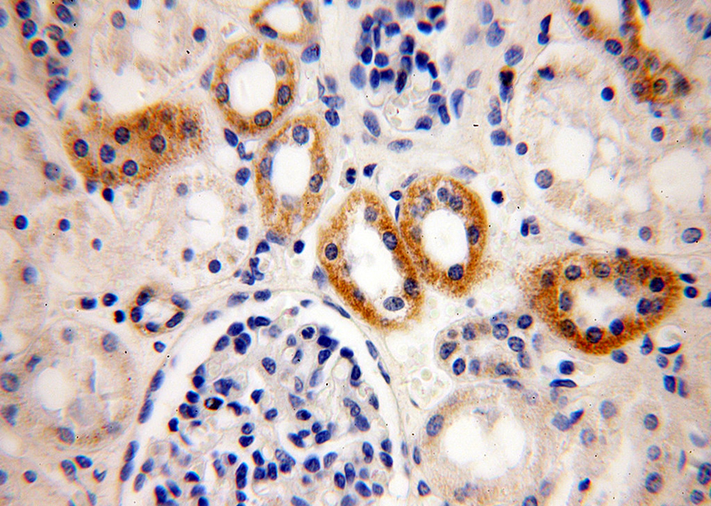 Immunohistochemical of paraffin-embedded human kidney using Catalog No:108300(ATP5L antibody) at dilution of 1:100 (under 40x lens)