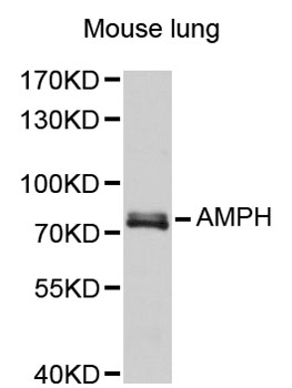 Western blot - AMPH Polyclonal Antibody 