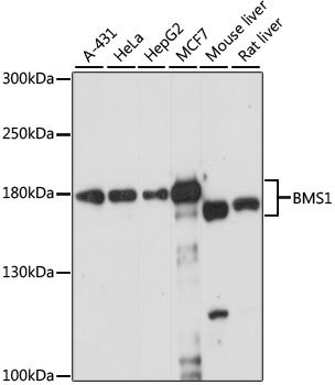 Western blot - BMS1 Polyclonal Antibody 