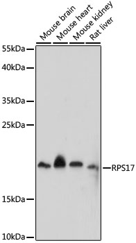 Western blot - RPS17 Polyclonal Antibody 