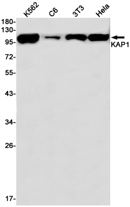 Western blot detection of KAP1 in K562,C6,3T3,Hela cell lysates using KAP1 Rabbit pAb(1:1000 diluted).Predicted band size:89kDa.Observed band size:100kDa.