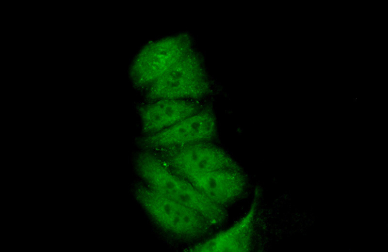 Immunofluorescent analysis of (10% Formaldehyde) fixed HepG2 cells using Catalog No:110512(FAM98B Antibody) at dilution of 1:50 and Alexa Fluor 488-congugated AffiniPure Goat Anti-Rabbit IgG(H+L)