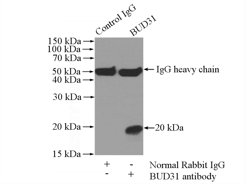 IP Result of anti-BUD31 (IP:Catalog No:108555, 4ug; Detection:Catalog No:108555 1:1500) with mouse brain tissue lysate 3440ug.