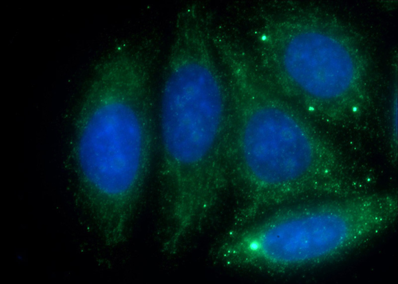 Immunofluorescent analysis of (-20oc Ethanol) fixed HepG2 cells using Catalog No:108107(SERPINC1 Antibody) at dilution of 1:50 and Alexa Fluor 488-congugated AffiniPure Goat Anti-Rabbit IgG(H+L)