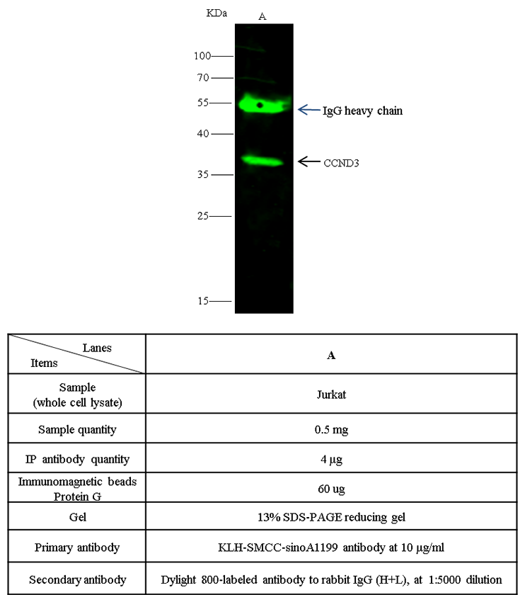 CCND3 Antibody, Rabbit PAb, Antigen Affinity Purified, Immunoprecipitation