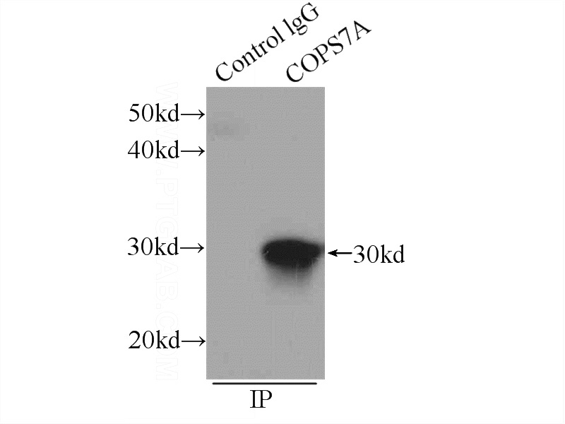 IP Result of anti-COPS7A (IP:Catalog No:109465, 4ug; Detection:Catalog No:109465 1:300) with mouse heart tissue lysate 4000ug.